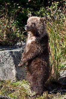 Brown Bear Cub Standing