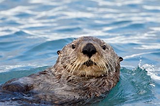 Sea Otter