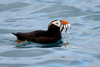 Tufted Puffin With Fish