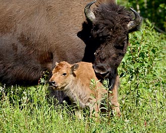 Wood Bison Cow And Calf