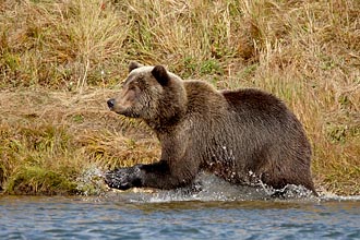 Brown Bear Running