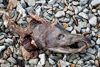 Male Sockeye Salmon Carcass