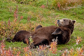 Brown Bear Reclining