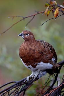 Female Willow Ptarmigan