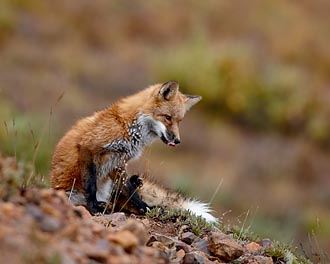 Red Fox