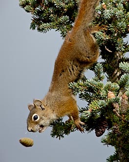 Red Squirrel